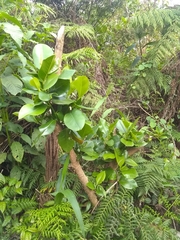 Magnolia ekmanii