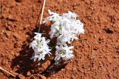 Macgregoria racemigera
