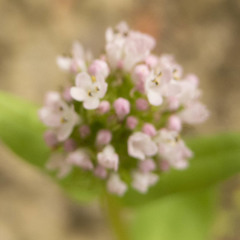 Plectritis macrocera
