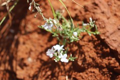 Macgregoria racemigera