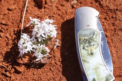 Macgregoria racemigera
