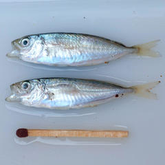 Trachurus trachurus