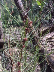 Allocasuarina paludosa