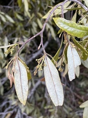 Beilschmiedia tawa