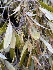Beilschmiedia tawa
