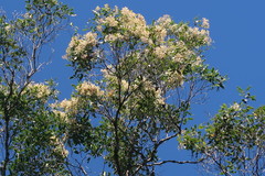 Olea capensis macrocarpa