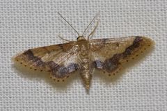 Idaea trypheropa