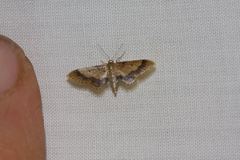 Idaea trypheropa