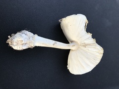 Gemmatae