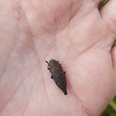 Dicerca aino