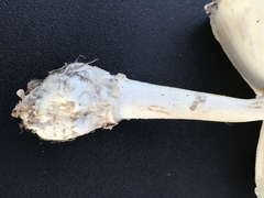 Gemmatae