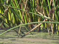 Acrocephalus gracilirostris gracilirostris