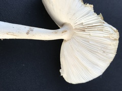 Gemmatae