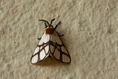 Anaphe panda