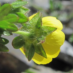 Potentilla gelida