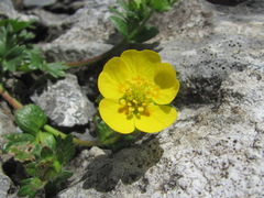 Potentilla gelida