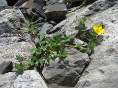 Potentilla gelida