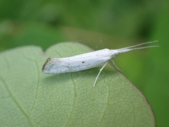 Euceratia castella