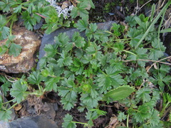 Potentilla gelida
