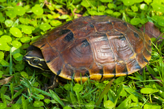 Malayemys macrocephala