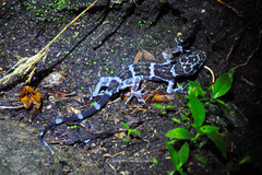 Cyrtodactylus consobrinus