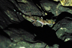 Cyrtodactylus intermedius