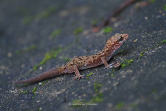Dixonius