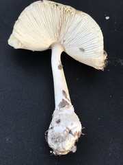 Gemmatae