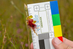 Calochilus grandiflorus