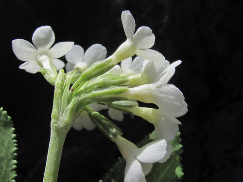 Primula bayernii