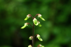 Tiarella polyphylla
