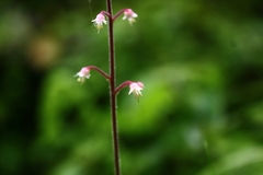 Tiarella polyphylla