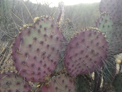Opuntia gosseliniana