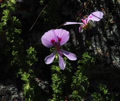 Pelargonium crispum