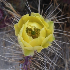 Opuntia gosseliniana