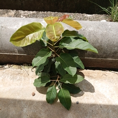 Ficus virens