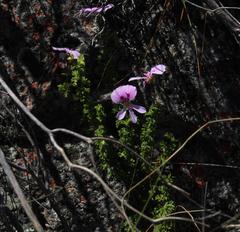 Pelargonium crispum