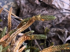 Selaginella sibirica