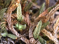 Selaginella sibirica