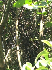 Hemiphaga novaeseelandiae