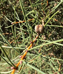 Hakea mitchellii
