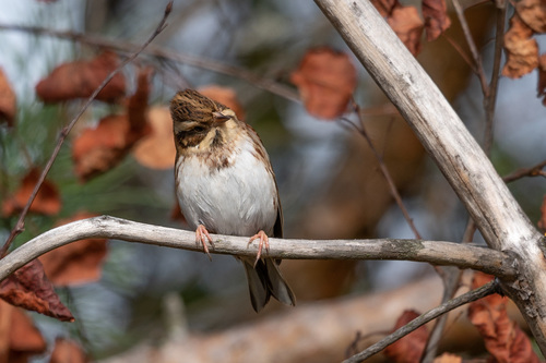 Rustic Bunting