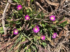 Carpobrotus modestus
