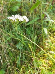 Achillea millefolium