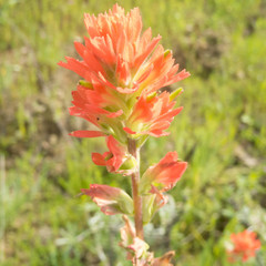 Castilleja affinis affinis