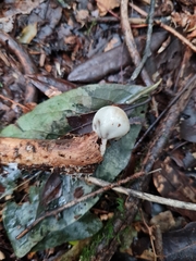 Psilocybe weraroa