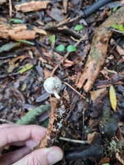 Psilocybe weraroa
