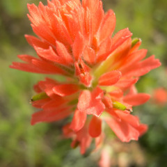 Castilleja affinis affinis