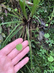 Corybas macranthus