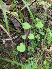 Corybas macranthus